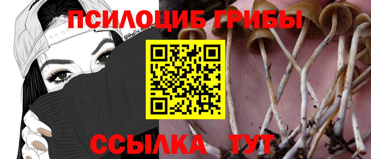 что такое наркотик  Вход с VPN  Грозный  Псилоцибиновые грибы Psilocybe 